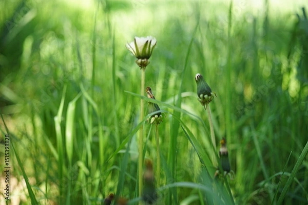 Obraz green grass and flowers