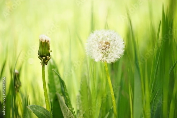 Obraz green grass in the morning