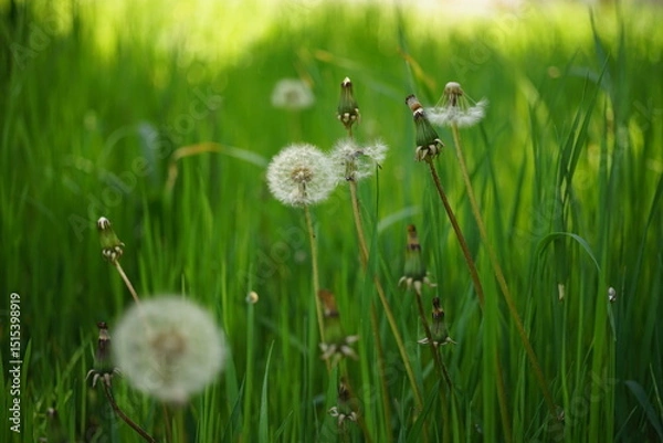 Obraz dandelions on green grass