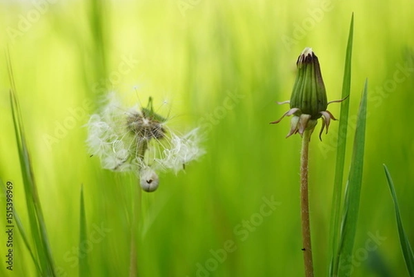 Obraz da delion flowers and snails on a green grass