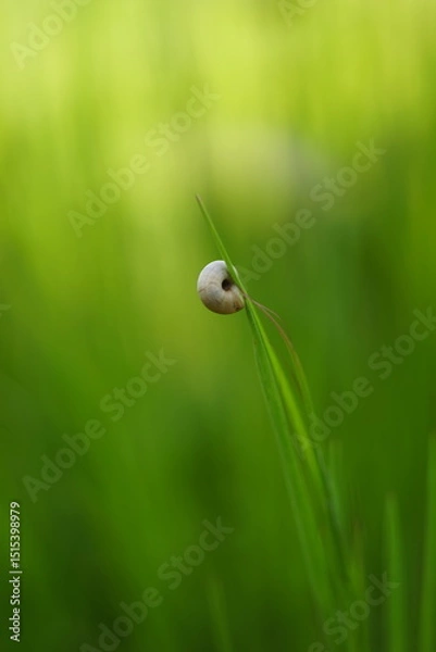 Obraz snail on a green grass