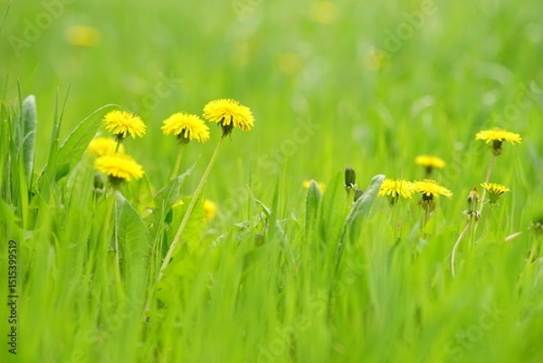 Obraz yellow dandelions on green grass