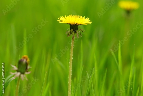 Obraz yellow dandelion in green grass