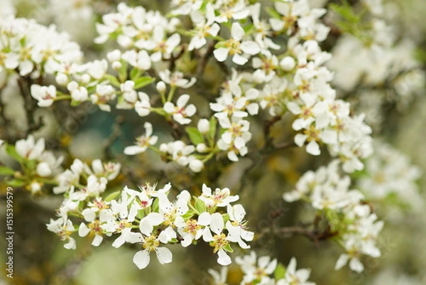 Obraz blossoming apple tree