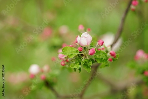 Obraz pink and white blloming flowers in the garden