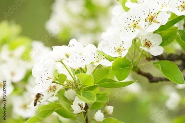 Obraz apple tree blossom