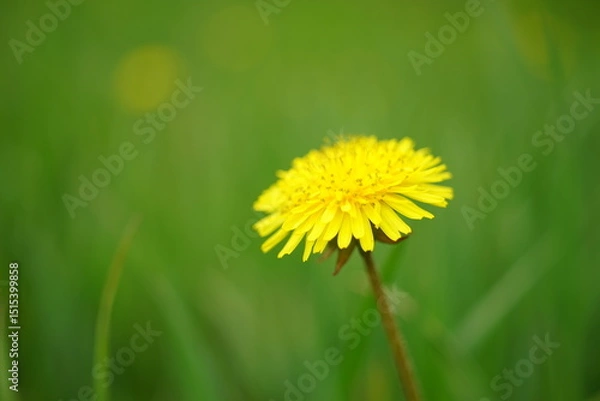 Obraz yellow dandelion flower