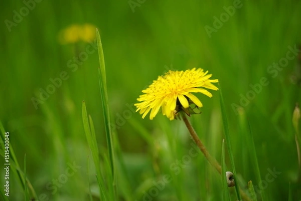 Obraz dandelion on green grass