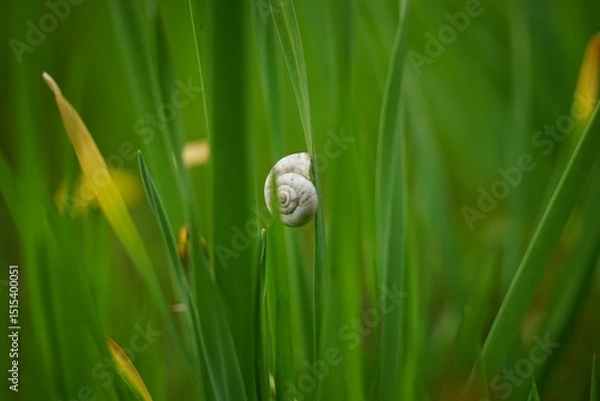 Obraz snail on a green leaf