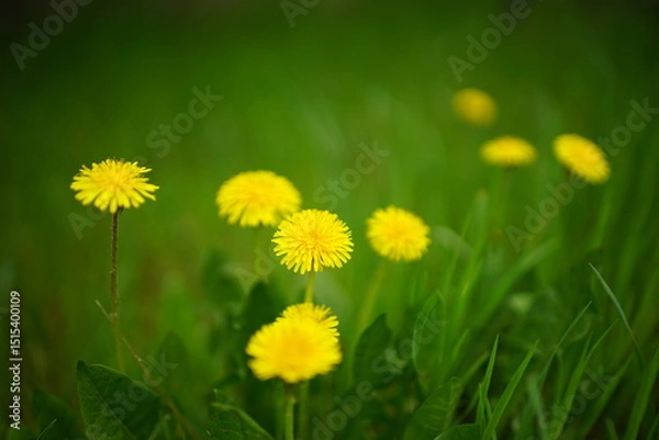 Obraz yellow dandelions on green grass