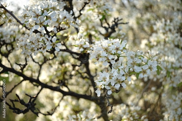 Obraz cherry blossom in spring