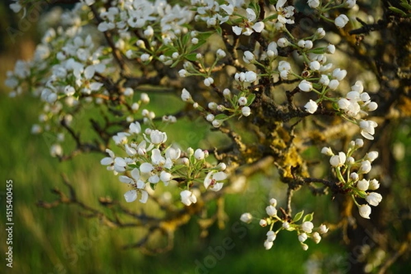Obraz blooming pear tree in the garden