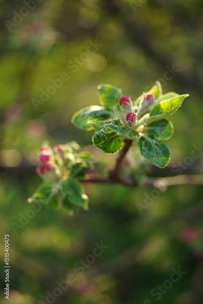 Obraz blloming apple tree in sunny day