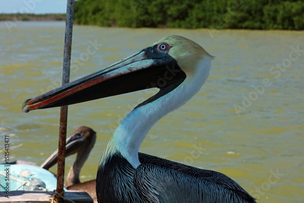 Obraz Brown pelican in Rio Lagartos Biosphere Reserve, Yucatan, Mexico