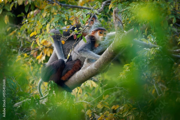 Fototapeta Red-shanked douc langur - Pygathrix nemaeus pair or two colorful arboreal and diurnal Old World monkey endemic to Laos, Vietnam and Cambodia, native to Indochina
