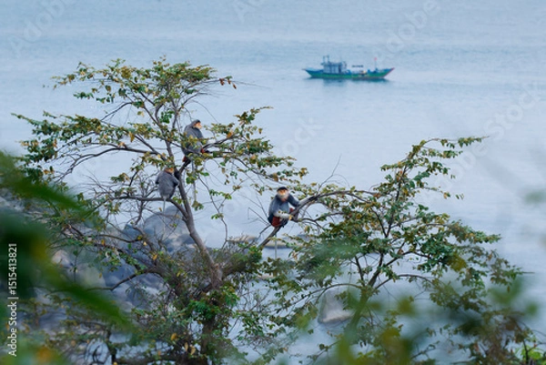 Fototapeta Red-shanked douc langur - Pygathrix nemaeus arboreal and diurnal Old World monkey endemic to Laos, Vietnam and Cambodia, colorful monkey on the mountain with ocean in background