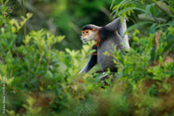 Fototapeta Red-shanked douc langur - Pygathrix nemaeus portrait of arboreal and diurnal Old World monkey endemic to Laos, Vietnam and Cambodia, folivorous and consume mainly Acacia, Ficus