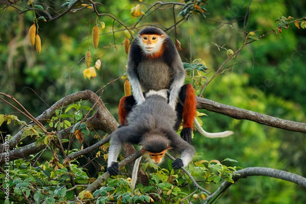 Fototapeta Red-shanked douc langur - Pygathrix nemaeus pair or two colorful arboreal and diurnal Old World monkey endemic to Laos, Vietnam and Cambodia, native to Indochina