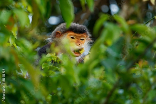 Fototapeta Red-shanked douc langur - Pygathrix nemaeus portrait of arboreal and diurnal Old World monkey endemic to Laos, Vietnam and Cambodia, folivorous and consume mainly Acacia, Ficus