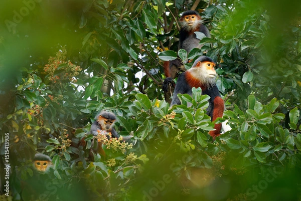 Fototapeta Red-shanked douc langur - Pygathrix nemaeus family of arboreal and diurnal folivorous Old World monkey endemic to Laos, Vietnam and Cambodia, native to Indochina