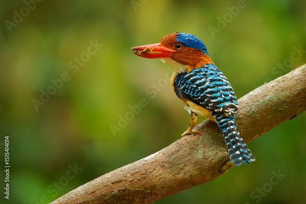 Fototapeta Banded kingfisher - Lacedo pulchella tree kingfisher bird with the catch, found in lowland tropical forests of southeast Asia, male with bright blue crown with black and blue banding on the back