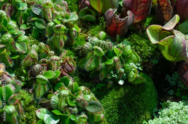 Fototapeta Cephalotus plant in natural mossy habitat. Suitable for field guides, plant encyclopedias, or nature-focused editorials.