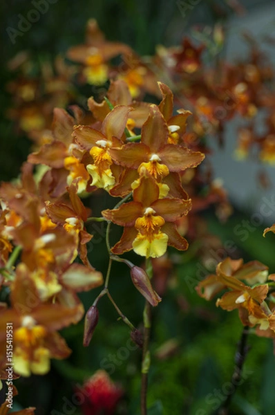 Fototapeta Detailed view of Wilsonara orchid, perfect for florists, plant shops, and e-commerce platforms seeking high-quality floral imagery. Ideal for garden centres and horticultural publications.
