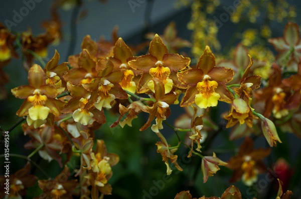 Fototapeta Detailed view of Wilsonara orchid, perfect for florists, plant shops, and e-commerce platforms seeking high-quality floral imagery. Ideal for garden centres and horticultural publications.
