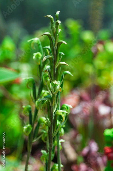 Fototapeta Close-up of Sarcoglottis orchid flower spike in natural habitat. Great for science books, botany presentations, or educational posters.
