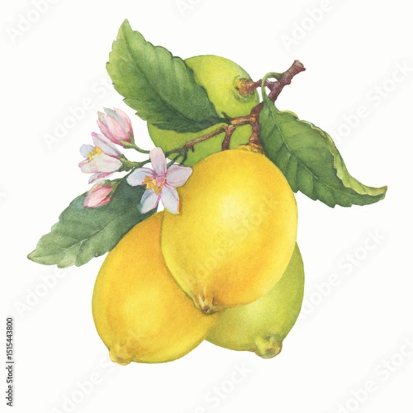 Fototapeta Fresh citrus yellow lemons fruit. Lemon tree branch with green leaves and flowers. Watercolor hand-drawn illustration on white background