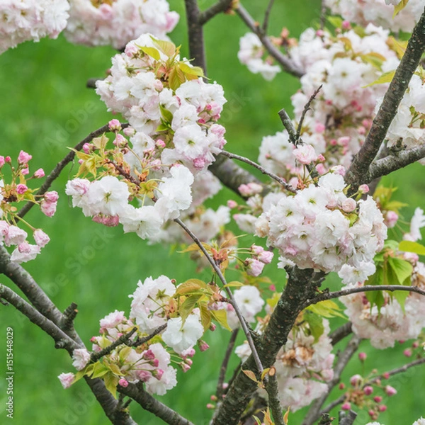 Obraz Blossoming cherry branches with colorful flowers.