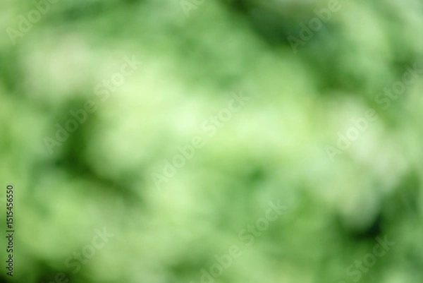Fototapeta Defocused background light and dark green. Blurred greenery.
