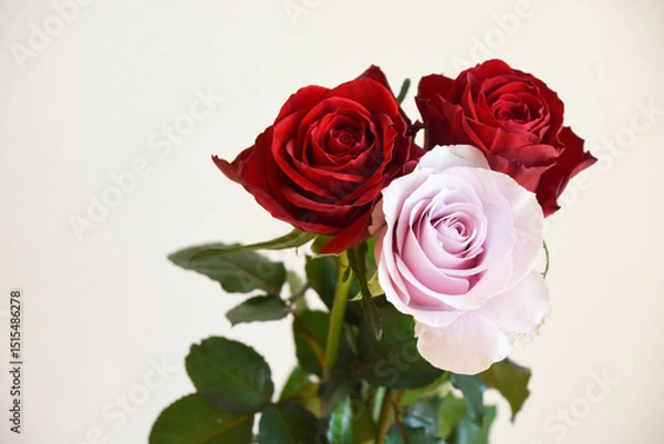 Fototapeta 赤と紫のばら