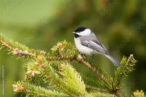 Obraz Black-capped Chickadee