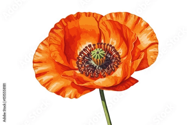 Fototapeta Watercolor Painting of a Vibrant Orange Poppy Flower on White Background - Detailed Floral Illustration with Delicate Petals and Green Stem - Perfect for Botanical Art and Spring Themes