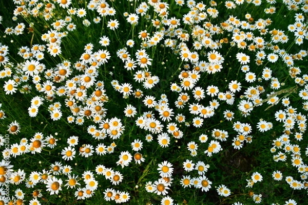 Obraz Daisies