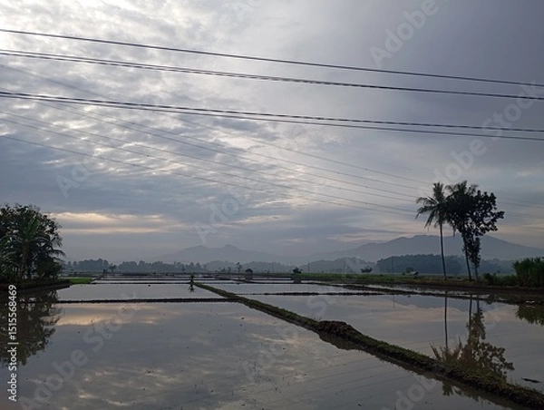 Fototapeta view of rice fields during planting season with mountains and morning sky in the background