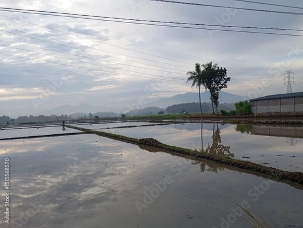 Fototapeta view of rice fields during planting season with mountains and morning sky in the background