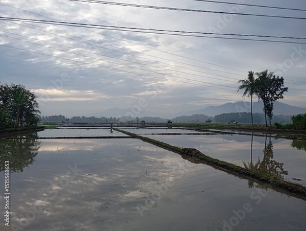 Fototapeta view of rice fields during planting season with mountains and morning sky in the background