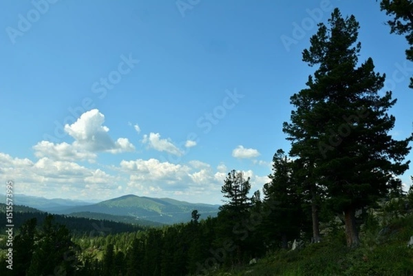 Obraz Tall cedars on a gentle slope of a high cliff overlooking a picturesque mountain range under a summer cloudy sky.