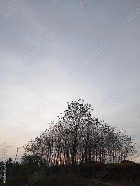 Fototapeta lonely tree in the fog