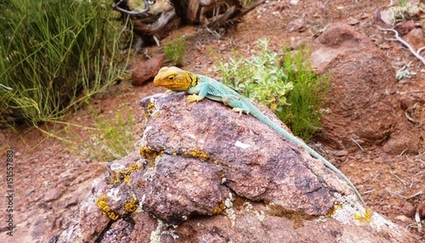 Obraz Eidechse in Blau und Gelb