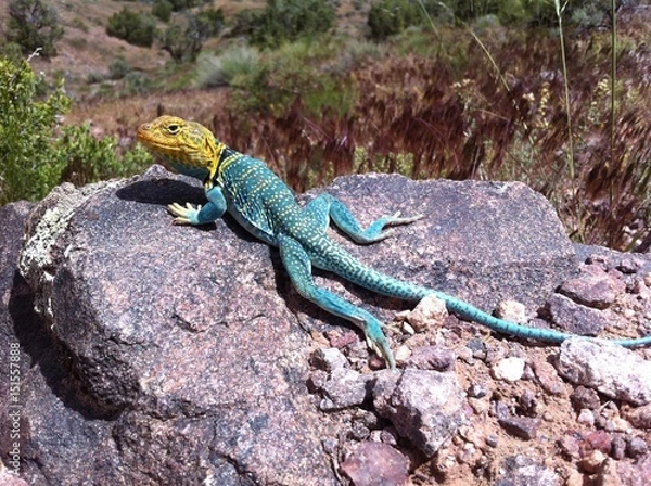 Obraz Blau und gelbe Eidechse