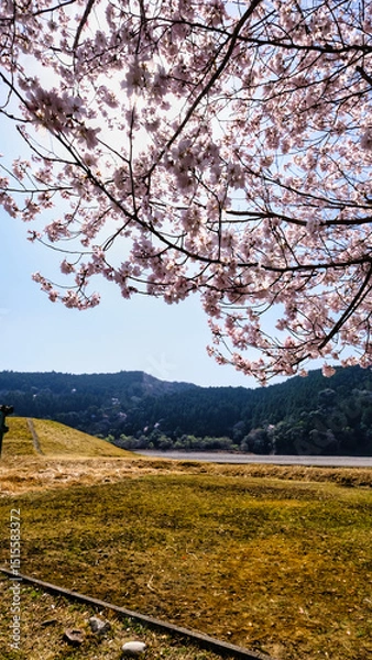 Fototapeta 春に咲く日本の桜