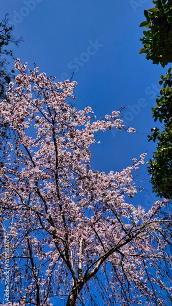 Fototapeta 日本の桜
