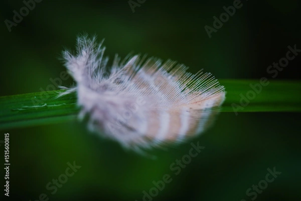 Obraz A delicate small feather resting gently on a blade of grass in a lush natural forest. The intricate textures and soft details highlight the peaceful harmony of nature’s fragile elements