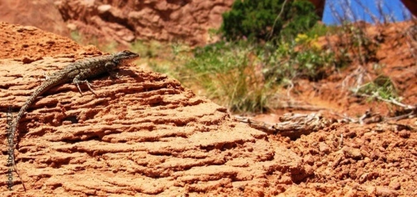 Obraz Eidechse auf Fels vor Busch