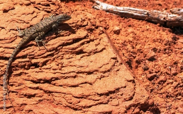 Obraz Eidechse auf Fels