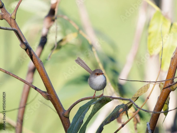 Fototapeta Female Superb Fairywren (Malurus cyaneus) perched a branch with bokeh green Australian bush background.