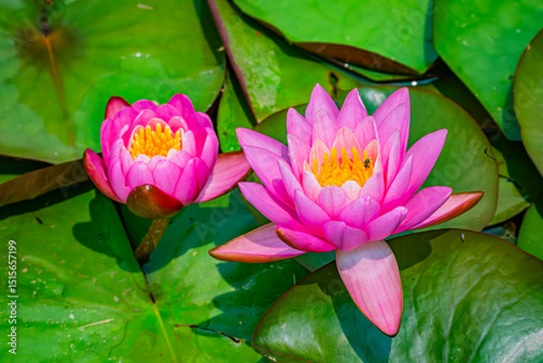 Obraz Two pink water lilies